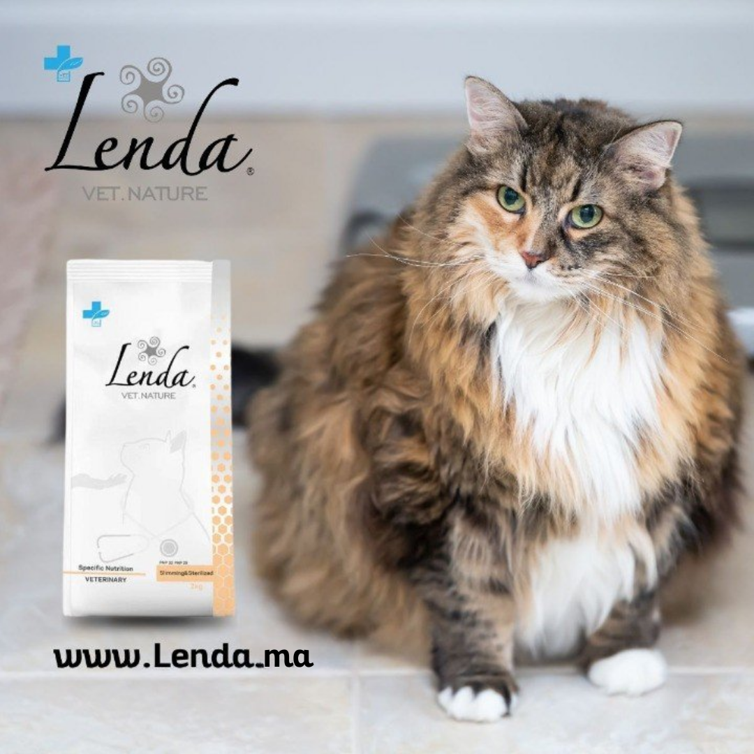 Nourriture pour chat: Conseils et recommandation