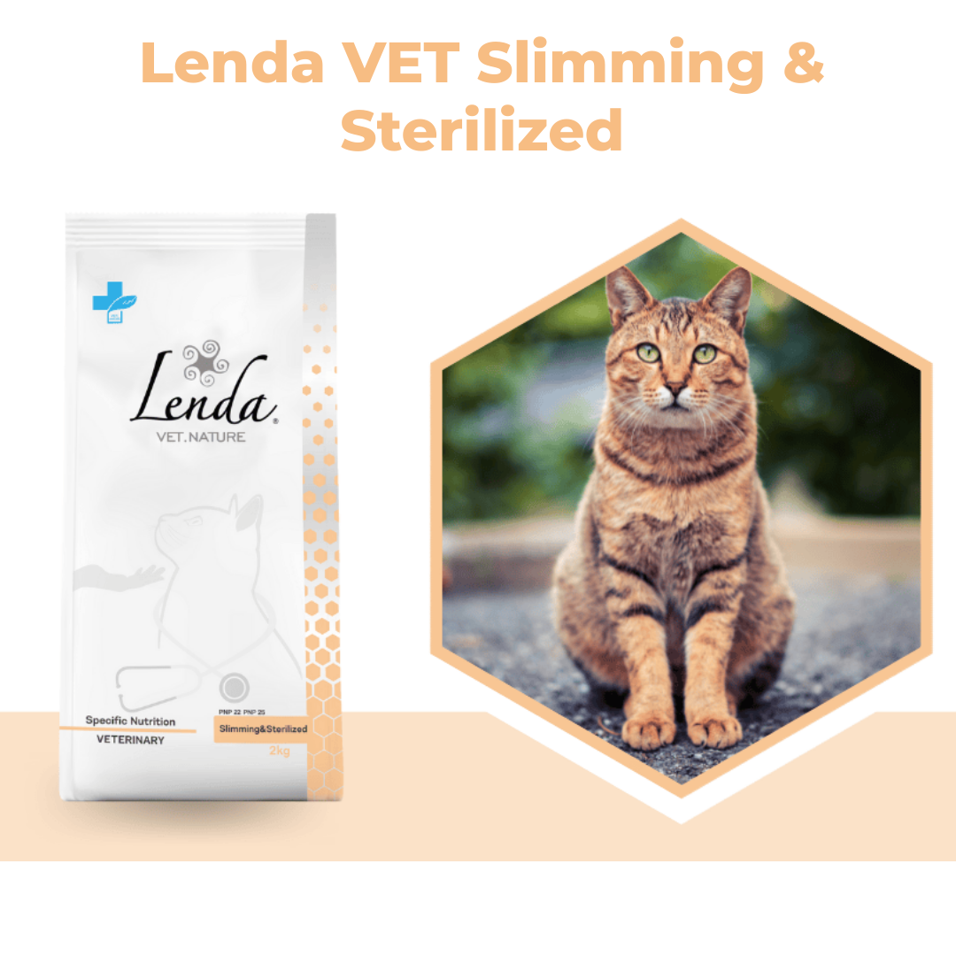Traitement du surpoids chez le chat?