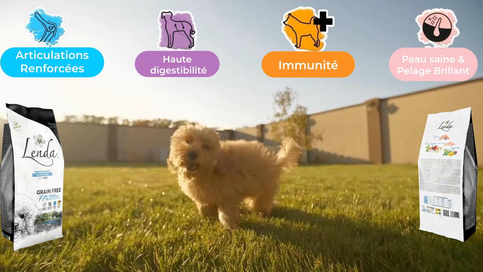 Que doit être l'alimentation d'un mini-chien souffrant d'allergies ou d’intolérances ?
