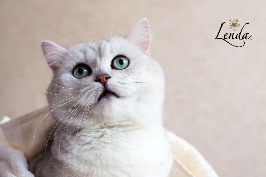 Comment puis-je éviter que mon chat souffre de problèmes de boules de poils ? ?