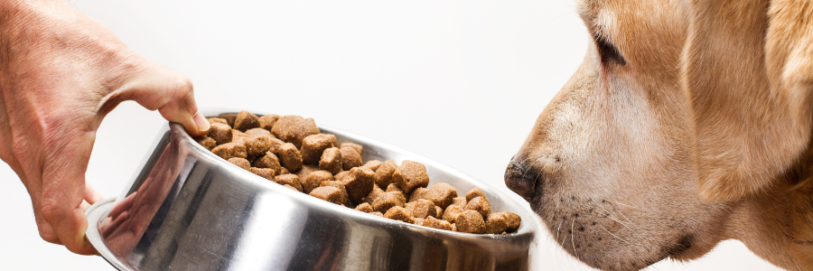 Guide pour changer l'alimentation de votre chien
