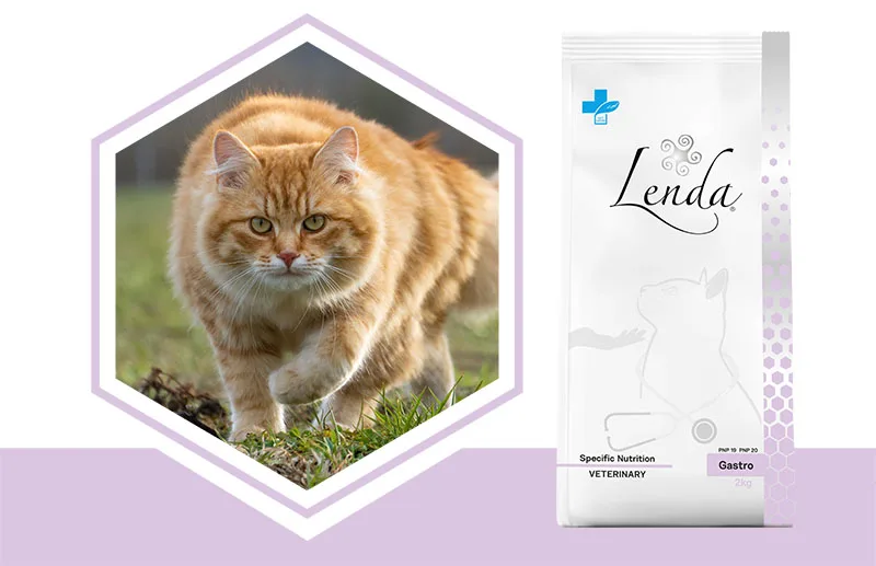 Lenda VET CAT Gastro : la solution aux problèmes digestifs??‍⚕️