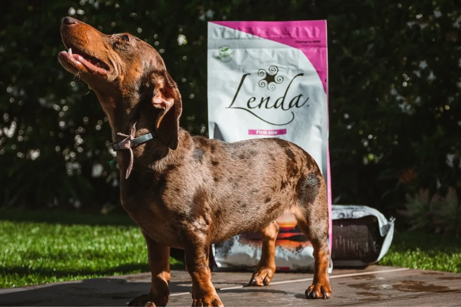 Guide pour changer l'alimentation de votre chien