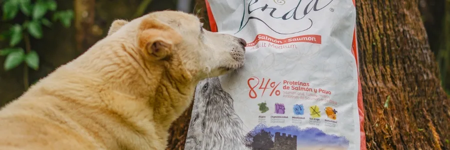 Nourriture pour chien : astuces pour choisir la meilleure nourriture
