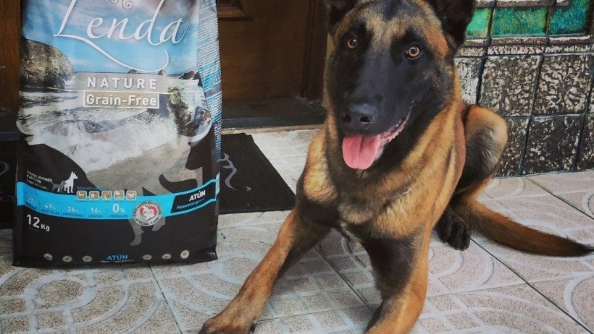 Nourriture pour chien : astuces pour choisir la meilleure nourriture